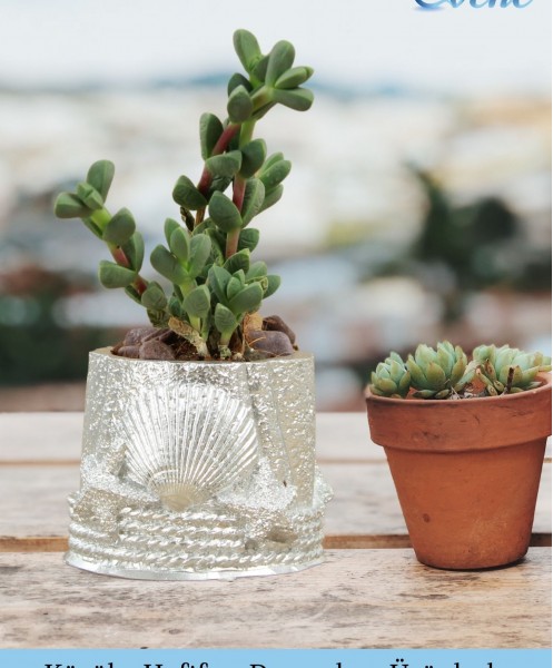 Mini Çiçek Saksı Küçük Sukulent Gümüş Kaktüs Saksısı 3lü Set Deniz Yıldızlı Kabuklu Model